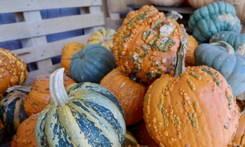 Elementary School Gets Rid Of ‘Pumpkin Parade’ Because It ‘Marginalizes People Of Color’