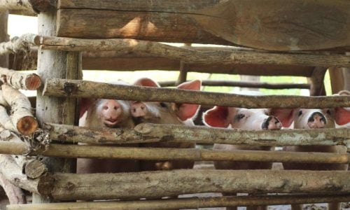 Supreme Court Takes Up California’s Attempt To Control How Other States’ Farmers Treat Pigs