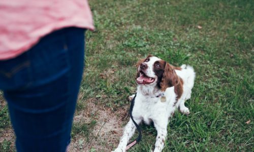 4 Things to Do If Your Dog Starts Regressing on Training