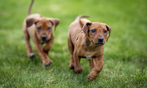 5 Tips for Socializing Your New Puppy