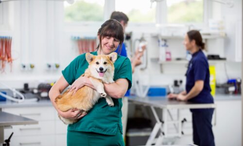 What to Do If Your Dog Swallowed Something They Shouldn’t